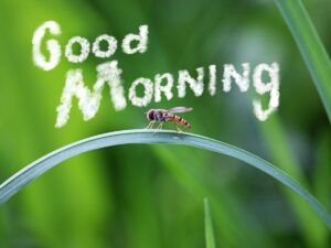 A fly sitting on a branch with inspiring good morning quotes about nature and simplicity.